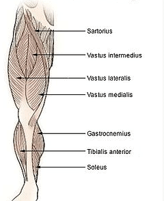 Leg exercises for women workouts for women