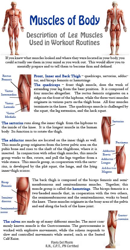 types-of-muscles-in-the-human-body